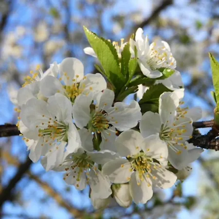 Adler Sommerhaus * Oderwitz