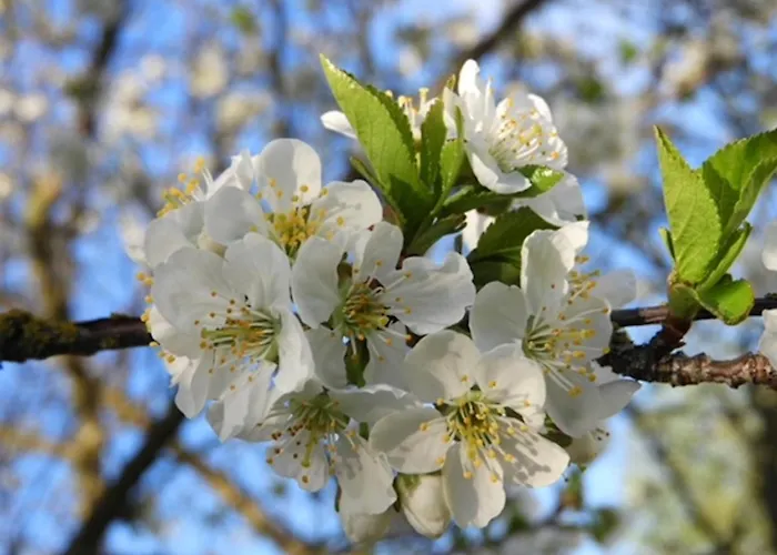 Adler Sommerhaus * Oderwitz